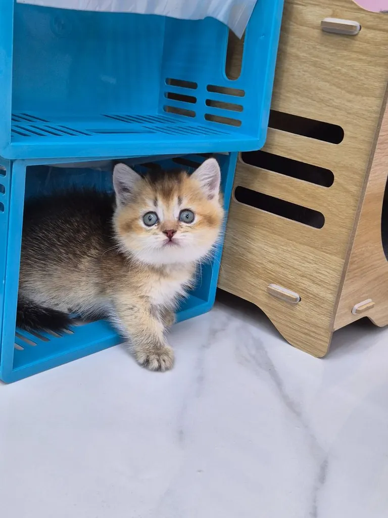 บริติช ชอร์ตแฮร์ (British Shorthair)