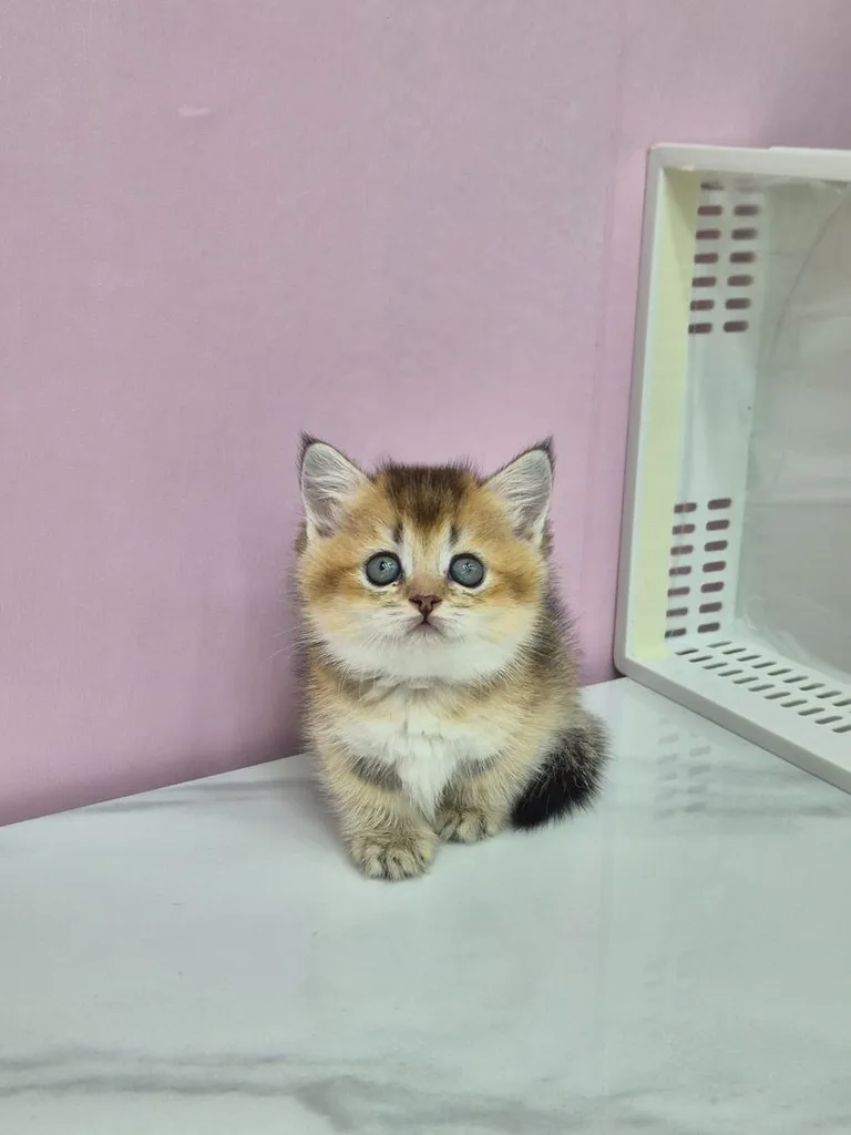บริติช ชอร์ตแฮร์ (British Shorthair)