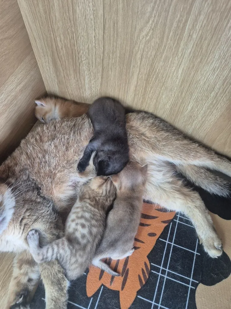 บริติช ชอร์ตแฮร์ (British Shorthair)