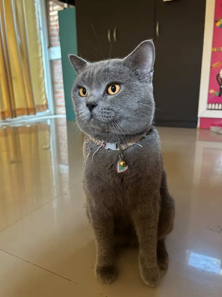 แมวบริติชช็อตแฮร์