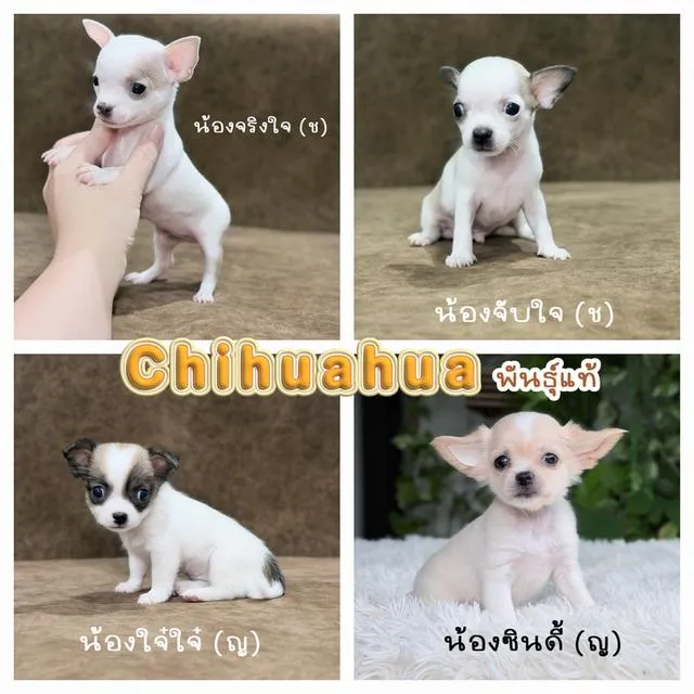 ชิวาวาพันธุ์แท้ไซส์ทีคัพ
