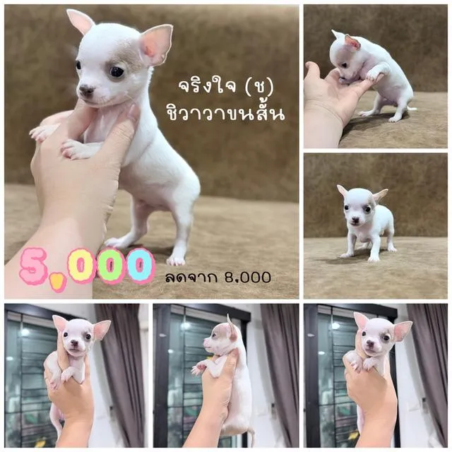 ชิวาวาพันธุ์แท้ไซส์ทีคัพ