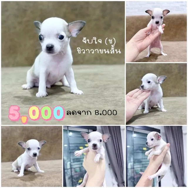 ชิวาวาพันธุ์แท้ไซส์ทีคัพ