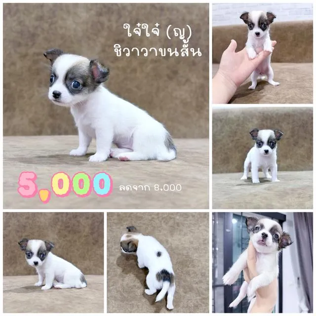 ชิวาวาพันธุ์แท้ไซส์ทีคัพ