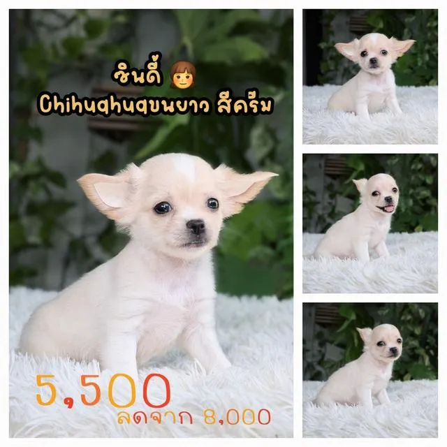 ชิวาวาพันธุ์แท้ไซส์ทีคัพ