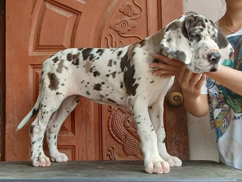 ลูกเกรทเดนคุณภาพ Great dane for sale