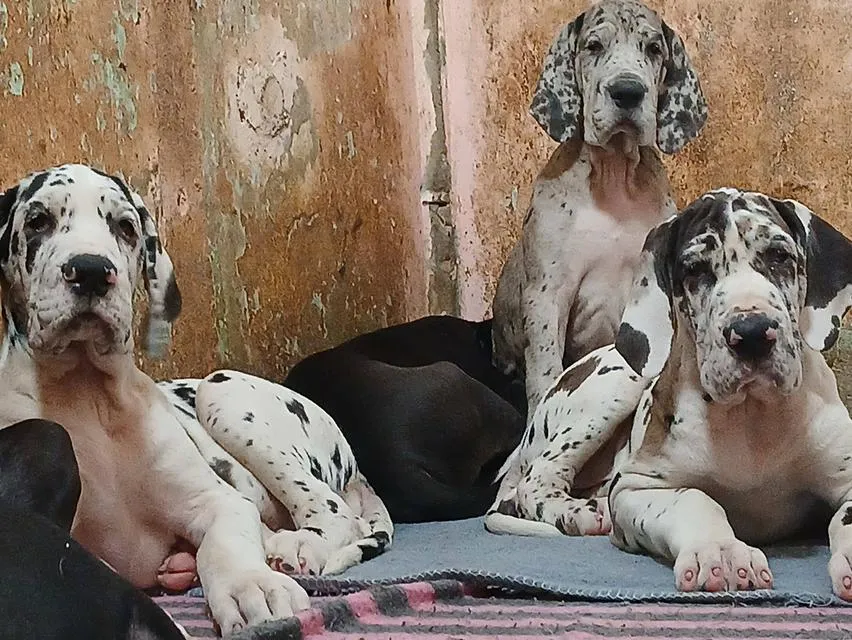 ลูกเกรทเดนคุณภาพ Great dane for sale
