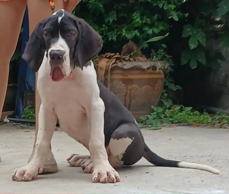 ลูกเกรทเดนคุณภาพ Great dane for sale