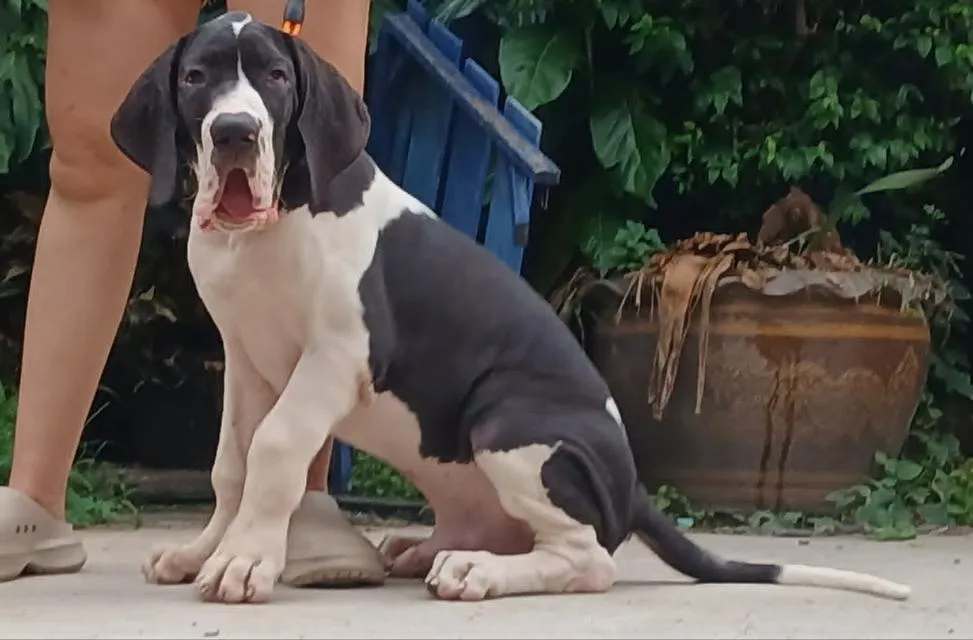 ลูกเกรทเดนคุณภาพ Great dane for sale
