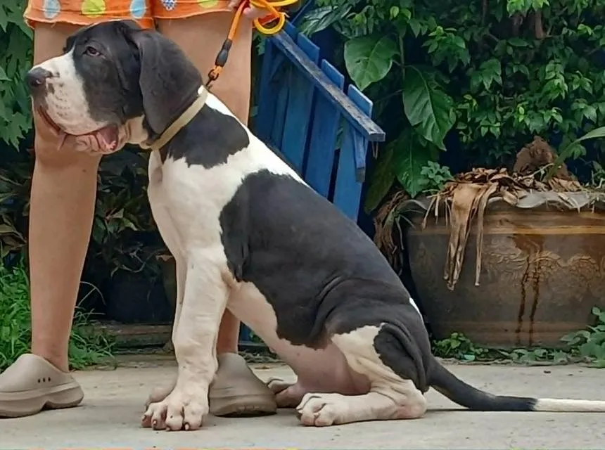 ลูกเกรทเดนคุณภาพ Great dane for sale