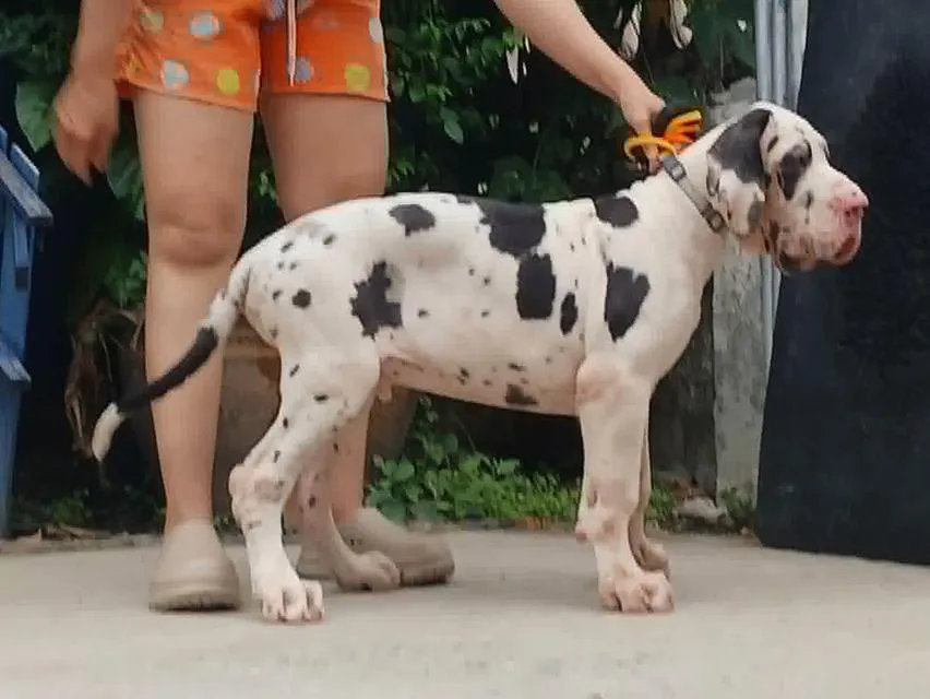 ลูกเกรทเดนคุณภาพ Great dane for sale