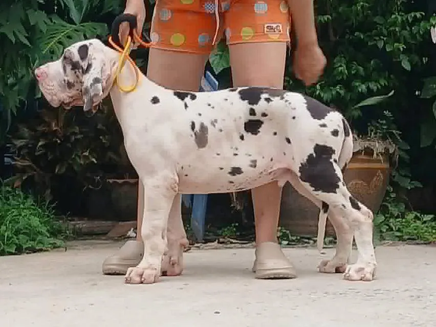 ลูกเกรทเดนคุณภาพ Great dane for sale