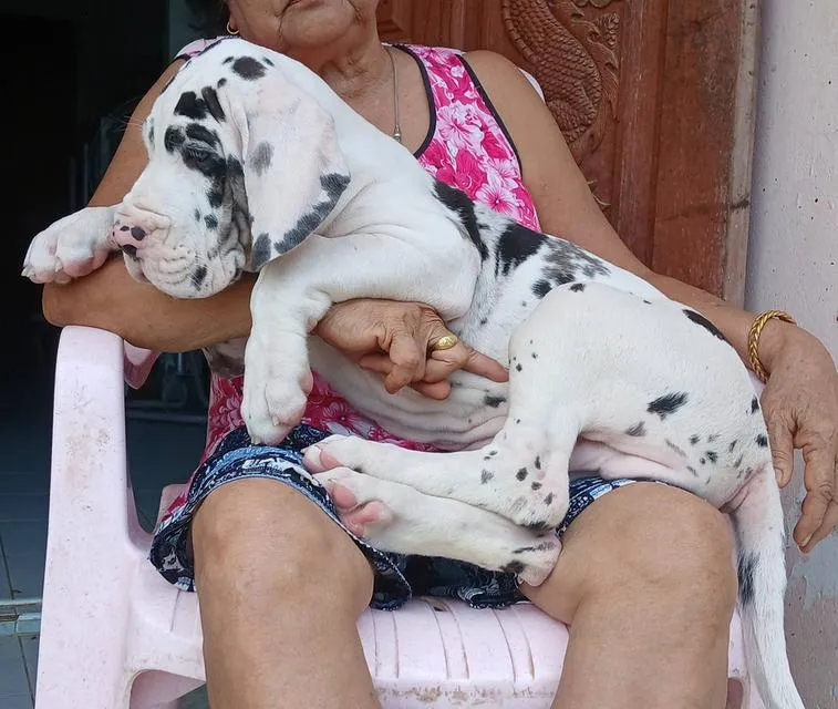 ลูกเกรทเดนคุณภาพ Great dane for sale