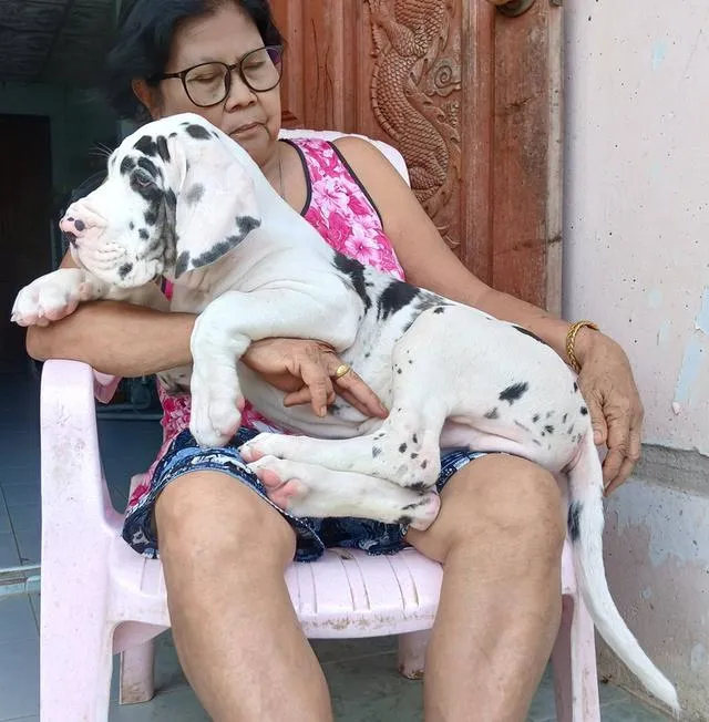 ลูกเกรทเดนคุณภาพ Great dane for sale