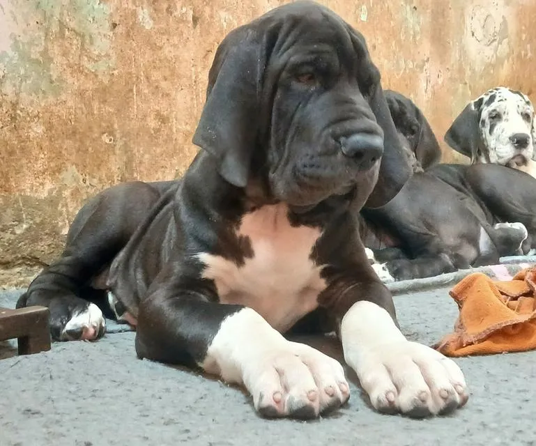 ลูกเกรทเดนคุณภาพ Great dane for sale