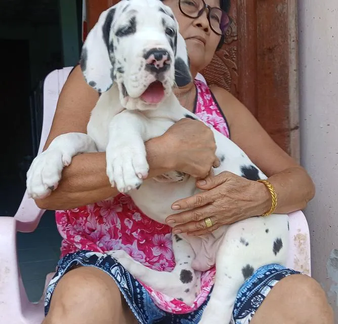 ลูกเกรทเดนคุณภาพ Great dane for sale