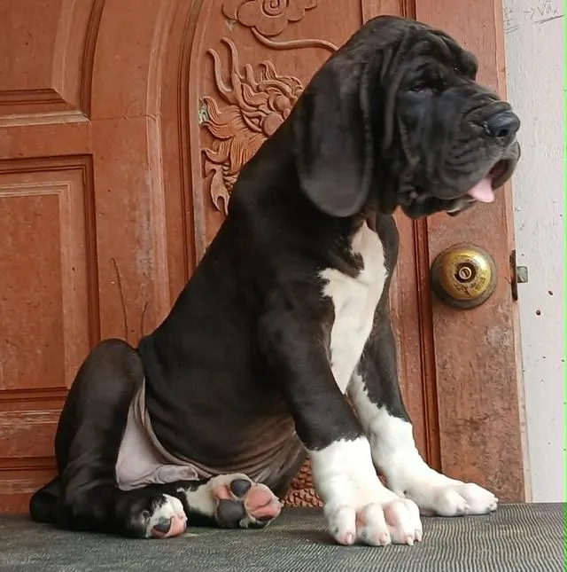 ลูกเกรทเดนคุณภาพ Great dane for sale