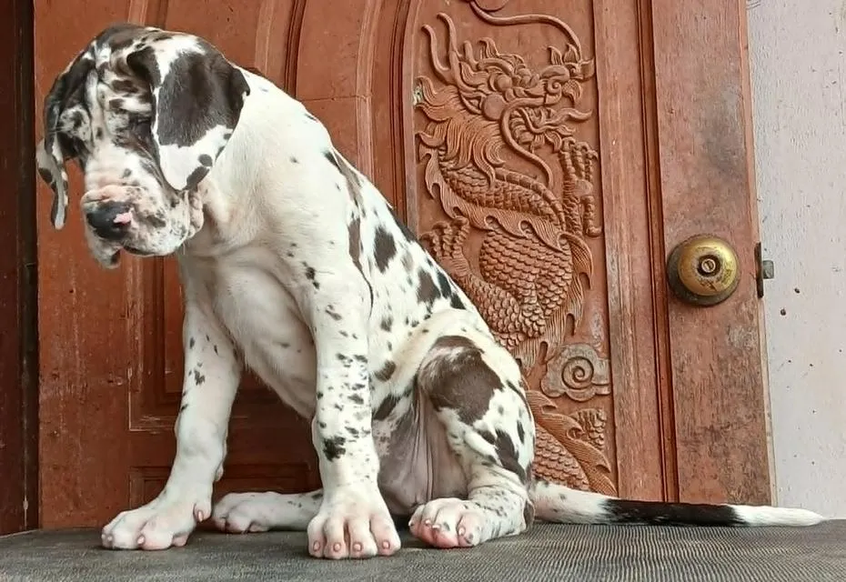 ลูกเกรทเดนคุณภาพ Great dane for sale