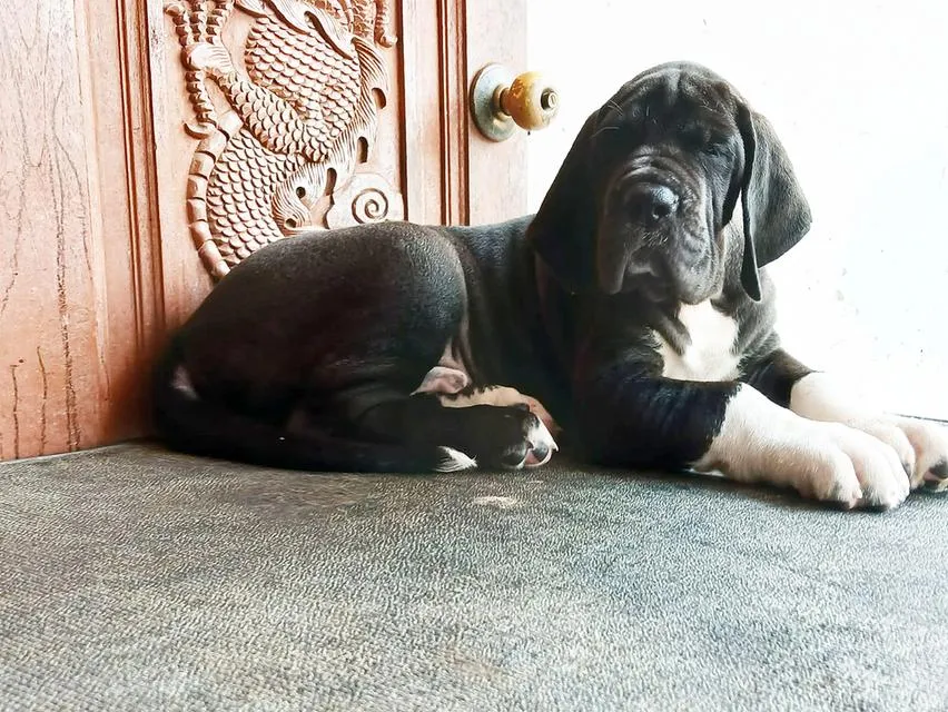 ลูกเกรทเดนคุณภาพ Great dane for sale