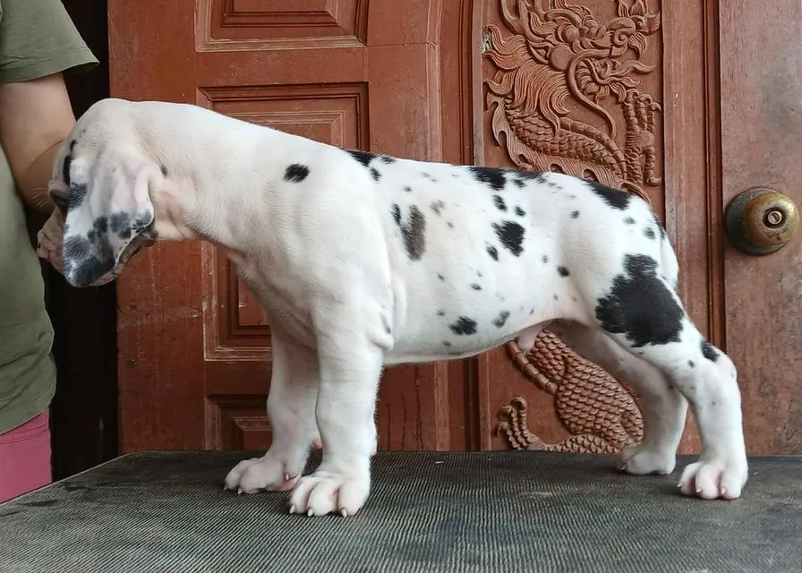 ลูกเกรทเดนคุณภาพ Great dane for sale