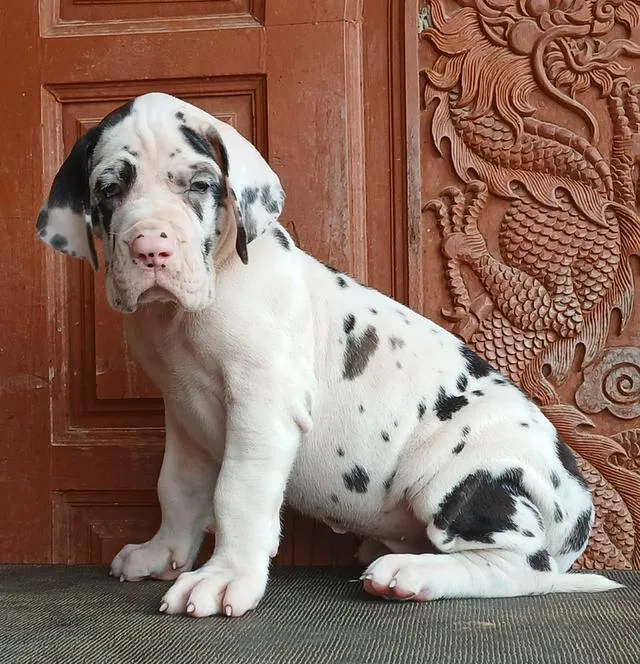 ลูกเกรทเดนคุณภาพ Great dane for sale