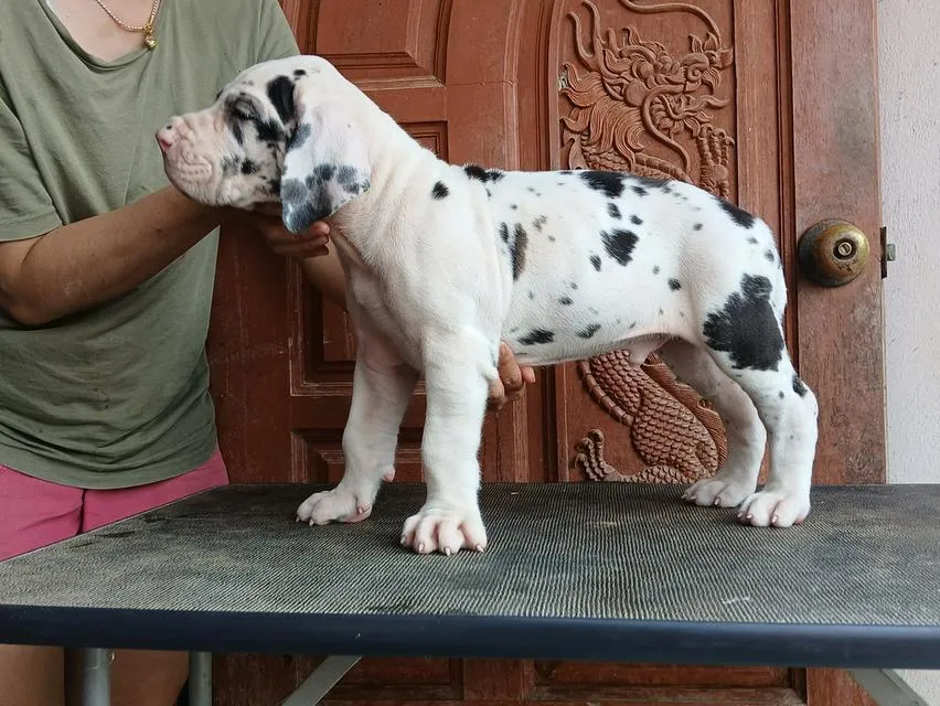 ลูกเกรทเดนคุณภาพ Great dane for sale