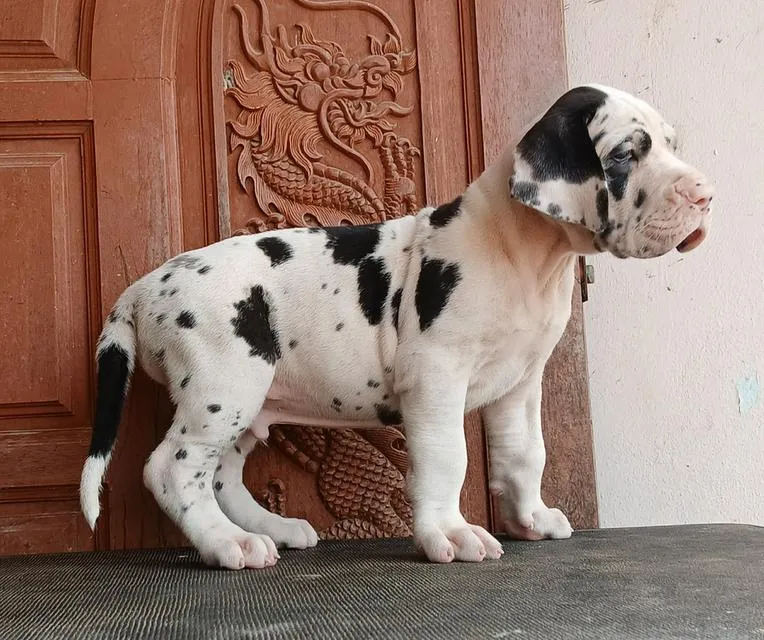 ลูกเกรทเดนคุณภาพ Great dane for sale