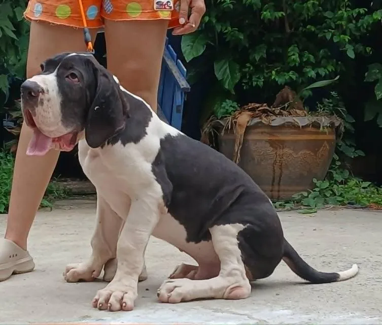 ลูกเกรทเดนคุณภาพ Great dane for sale