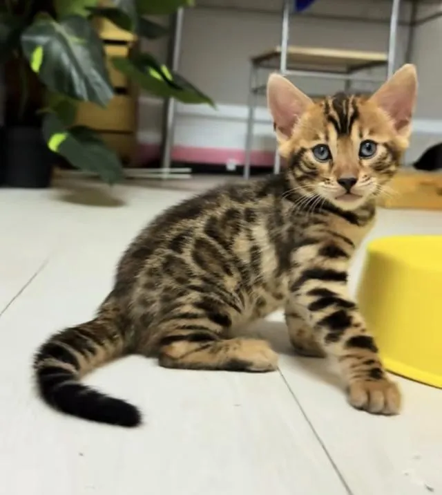 เบงกอลสายพันธุ์แท้ ภูเก็ต