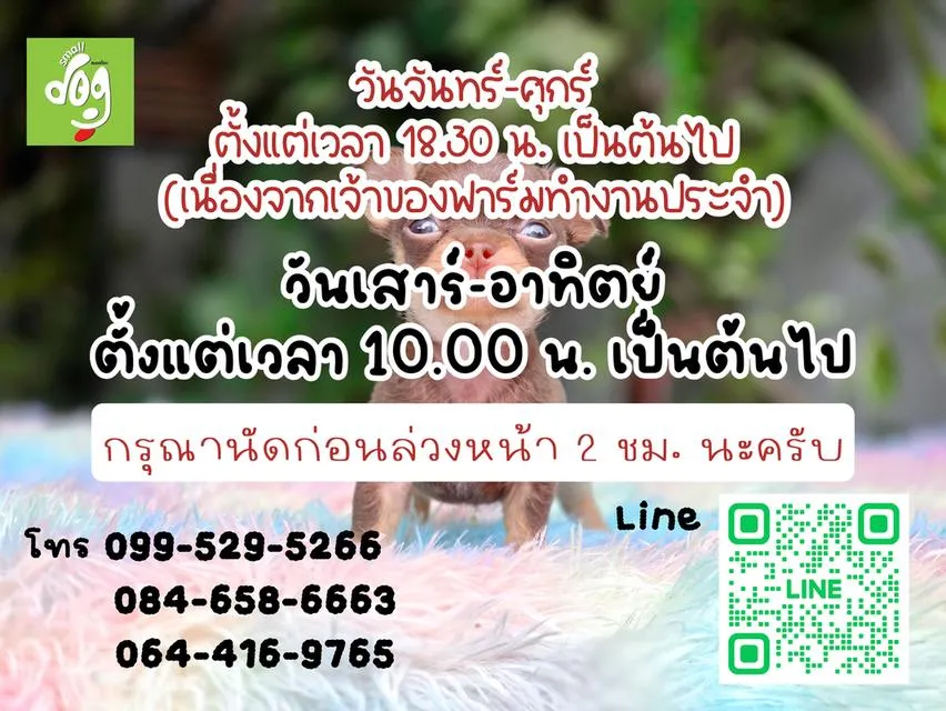 ปอมแท้อายุ2เดือนพร้อมย้ายบ้าน