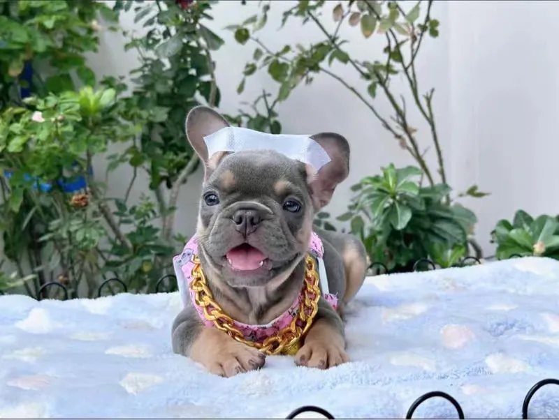 เฟรนบลูด็อก ไลแลค หญิง