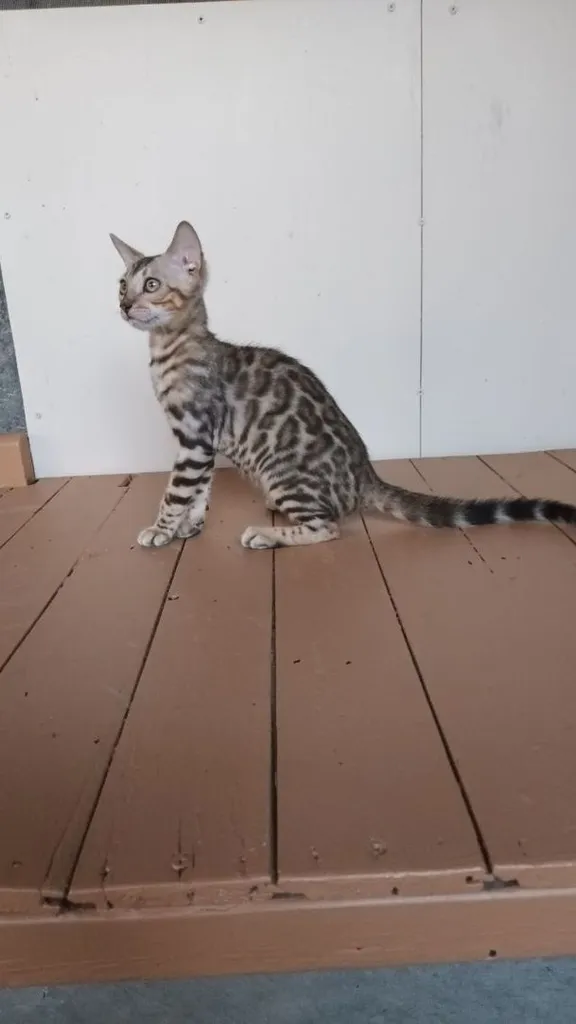 แมวเบงกอลเพศเมีย