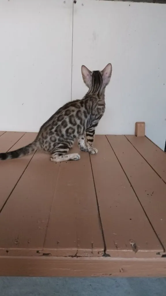 แมวเบงกอลเพศเมีย