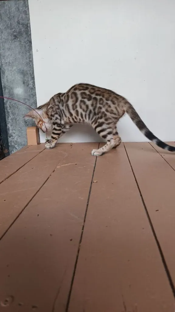 แมวเบงกอลเพศเมีย