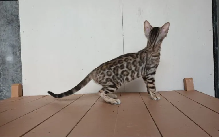 แมวเบงกอลเพศเมีย
