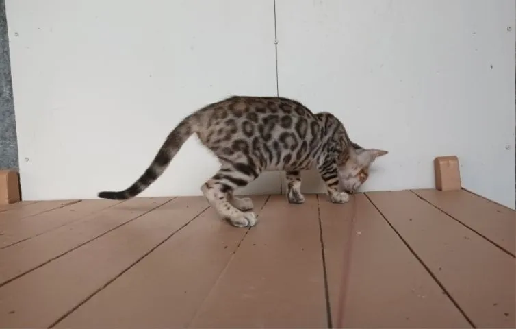 แมวเบงกอลเพศเมีย