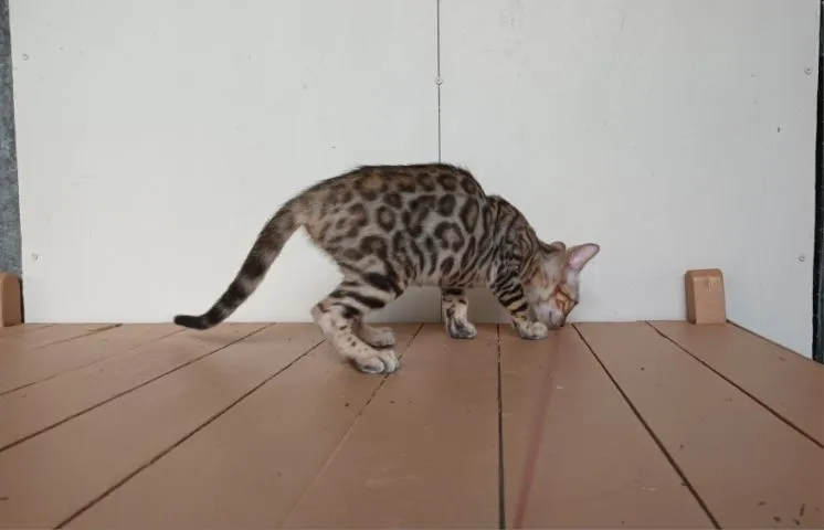 แมวเบงกอลเพศเมีย