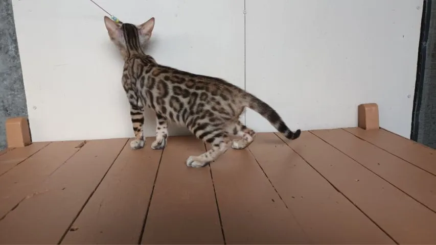แมวเบงกอลเพศเมีย