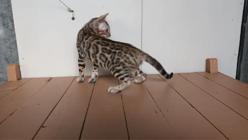 แมวเบงกอลเพศเมีย