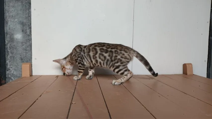 แมวเบงกอลเพศเมีย