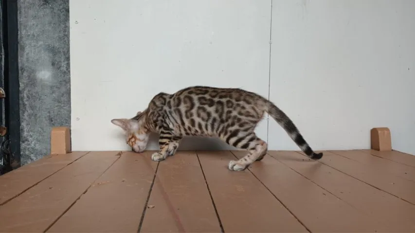 แมวเบงกอลเพศเมีย