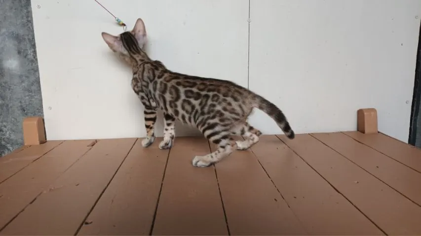 แมวเบงกอลเพศเมีย
