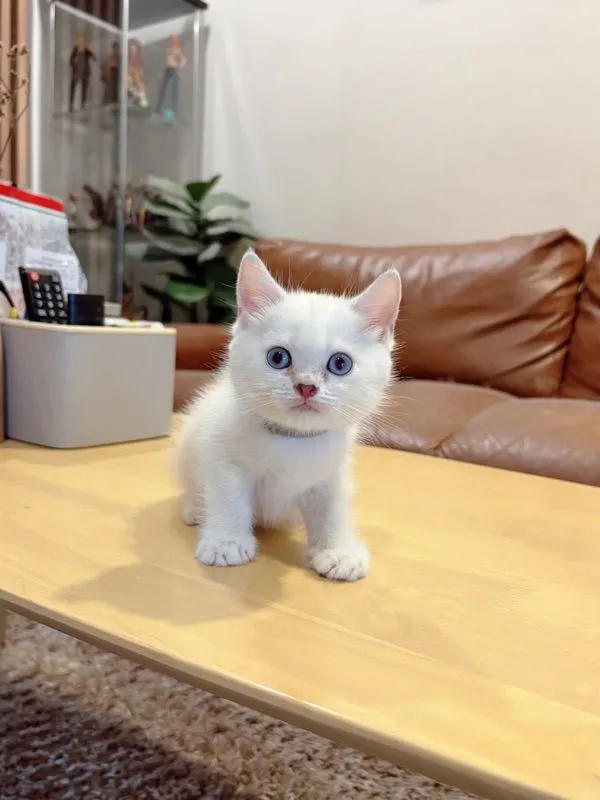 ลูกแมว Scottish Fold
