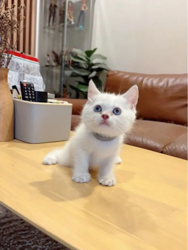 ลูกแมว Scottish Fold