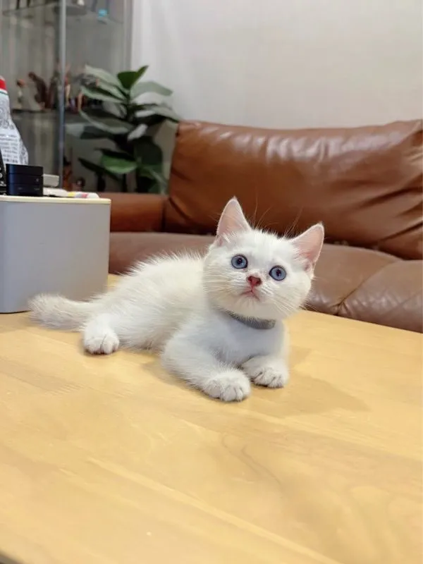 ลูกแมว Scottish Fold