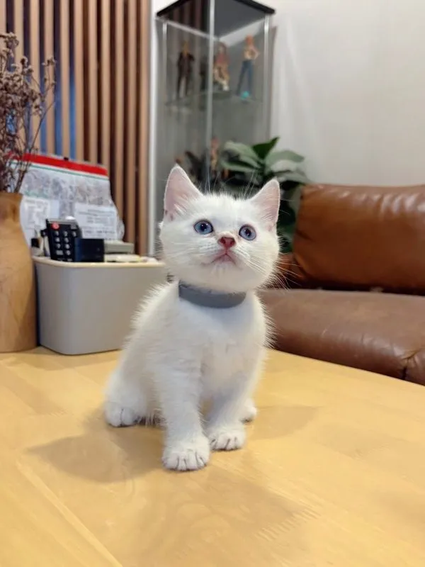 ลูกแมว Scottish Fold