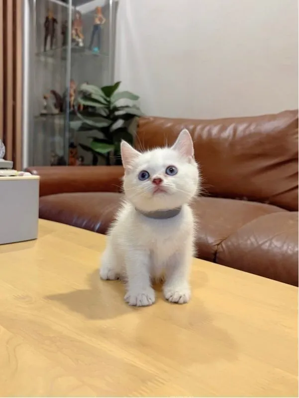 ลูกแมว Scottish Fold