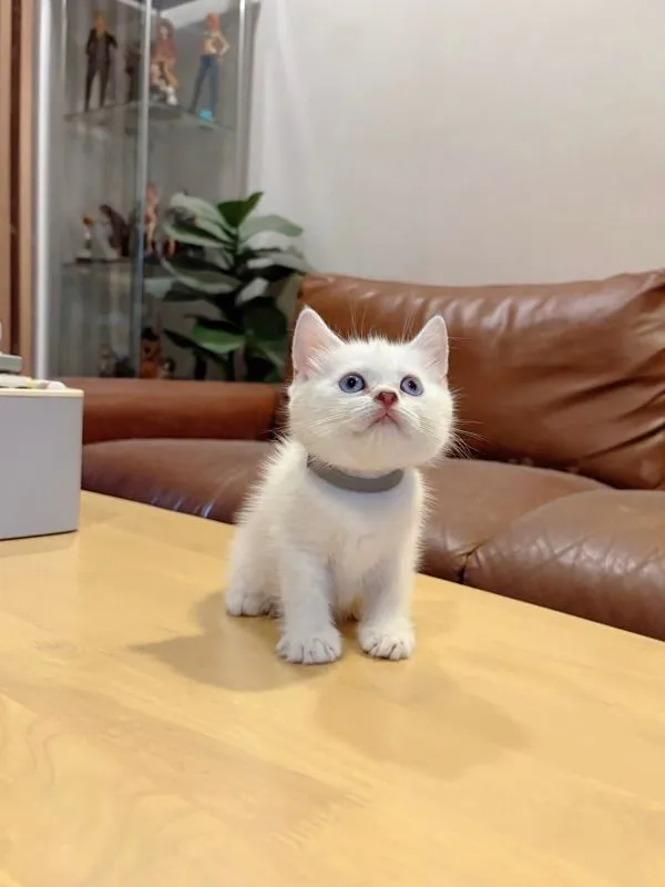 ลูกแมว Scottish Fold