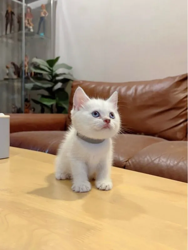 ลูกแมว Scottish Fold