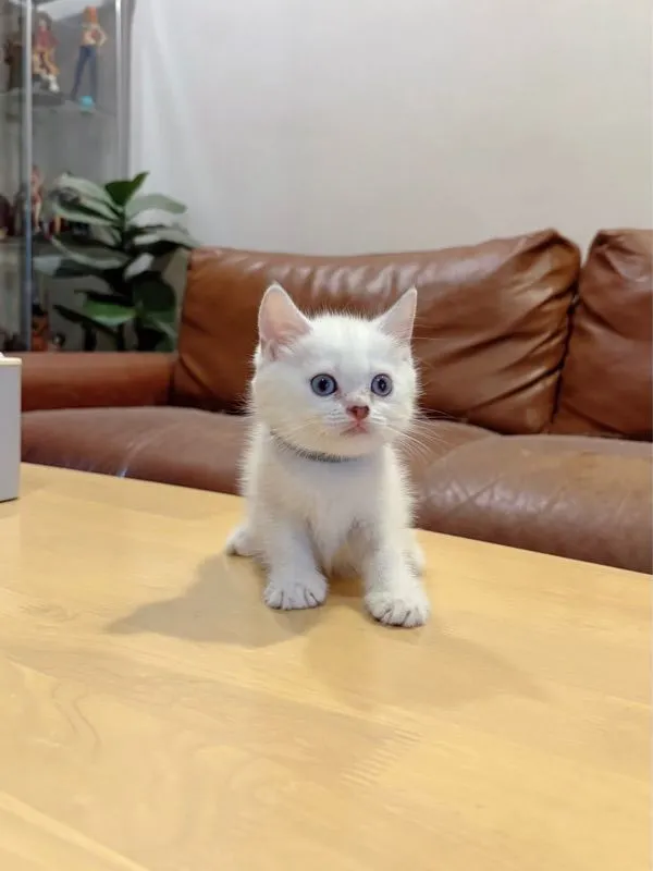 ลูกแมว Scottish Fold
